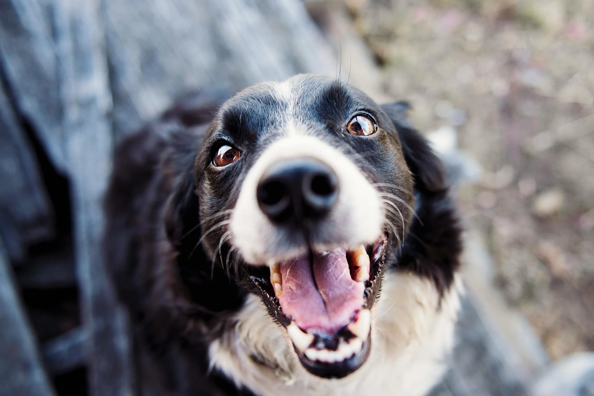 VIP veterinary services